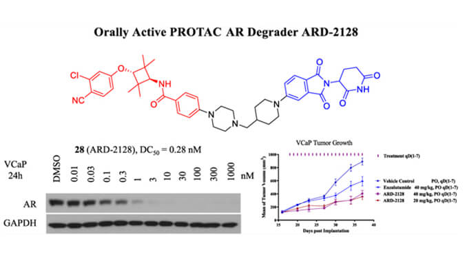 ARD-2128是一种PROTAC AR降解剂，具有出色的血浆和微粒体稳定性，本研究中体外稳定性和PK研究通过美迪西进行