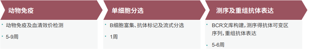 美迪西单B细胞抗体发现平台